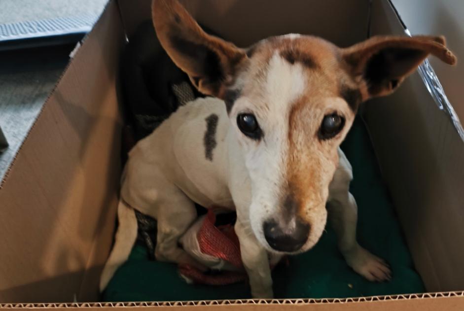 Fundmeldung Hund  Weiblich Les Chères Frankreich