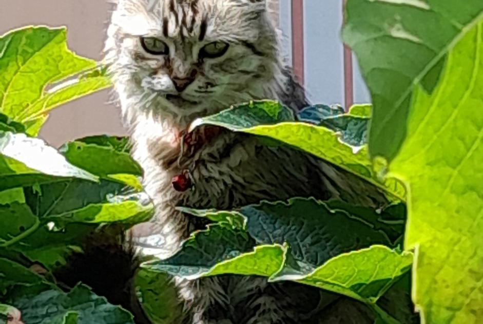 Discovery alert Cat Unknown Lyon France