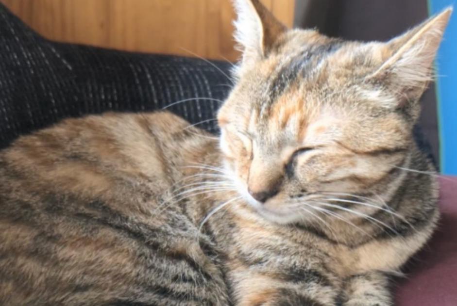 Disappearance alert Cat Female , 1 years Saint-Priest France
