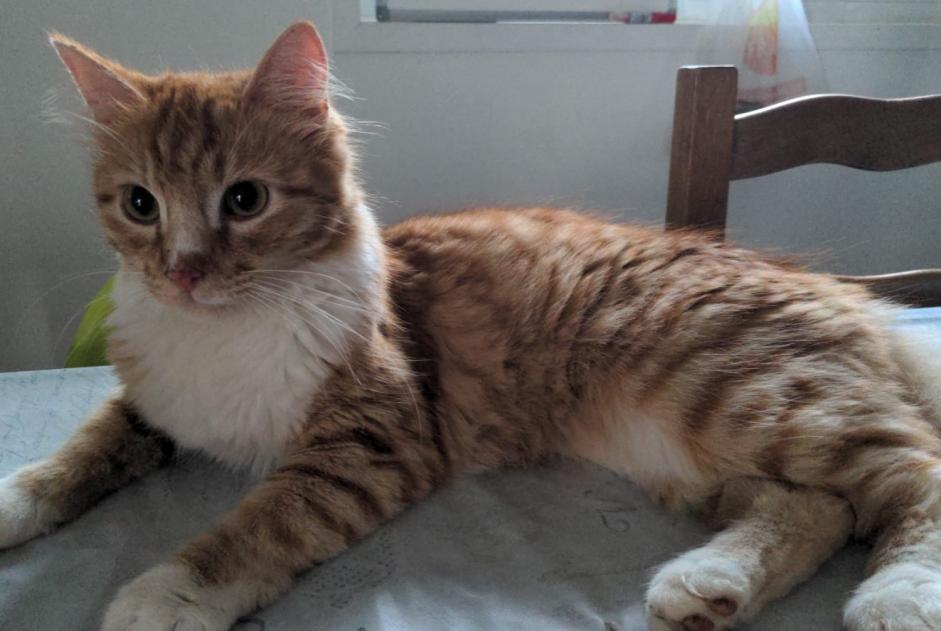 Disappearance alert Cat Male , 1 years Lozanne France