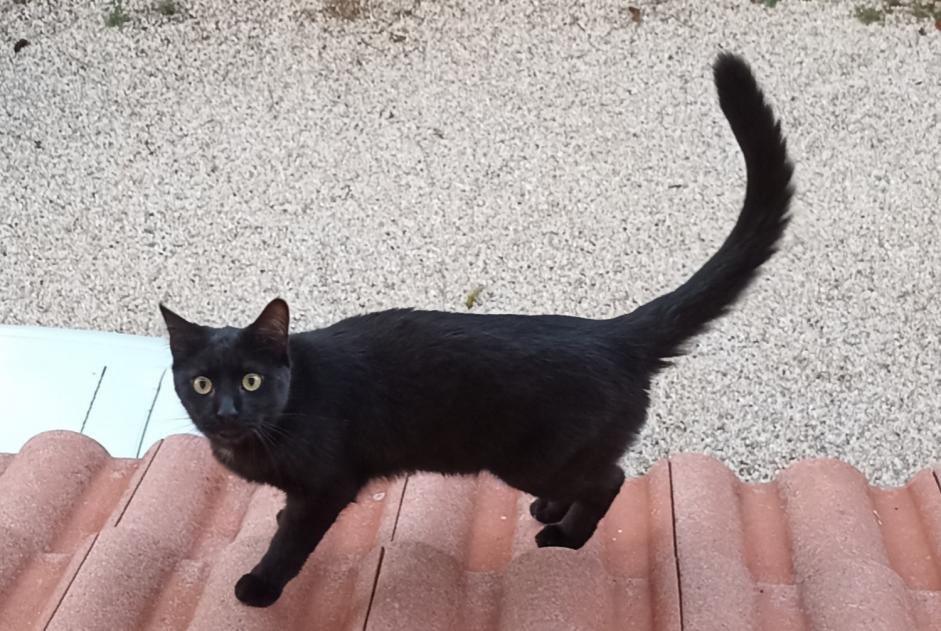 Disappearance alert Cat  Male , 1 years Saint-Genis-Laval France