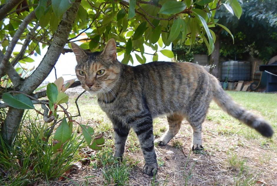 Alerta de Desaparición Gato  Hembra , 16 años Lagnieu Francia