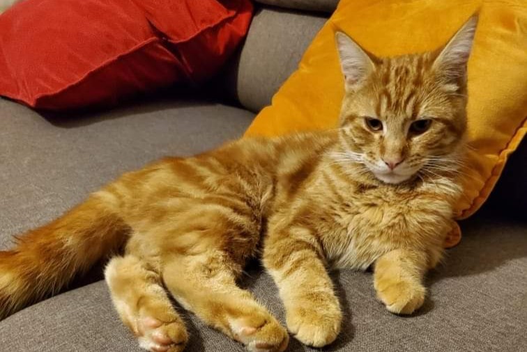 Alerta de Desaparición Gato Macho , 1 años Troyes Francia