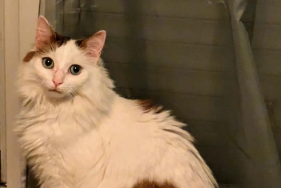 Alerta de Desaparición Gato  Macho , 6 años Toulouse Francia