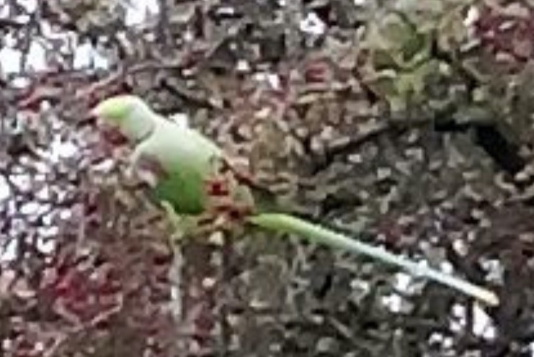 Alerta de Hallazgo Pájaro Desconocido Lyon Francia