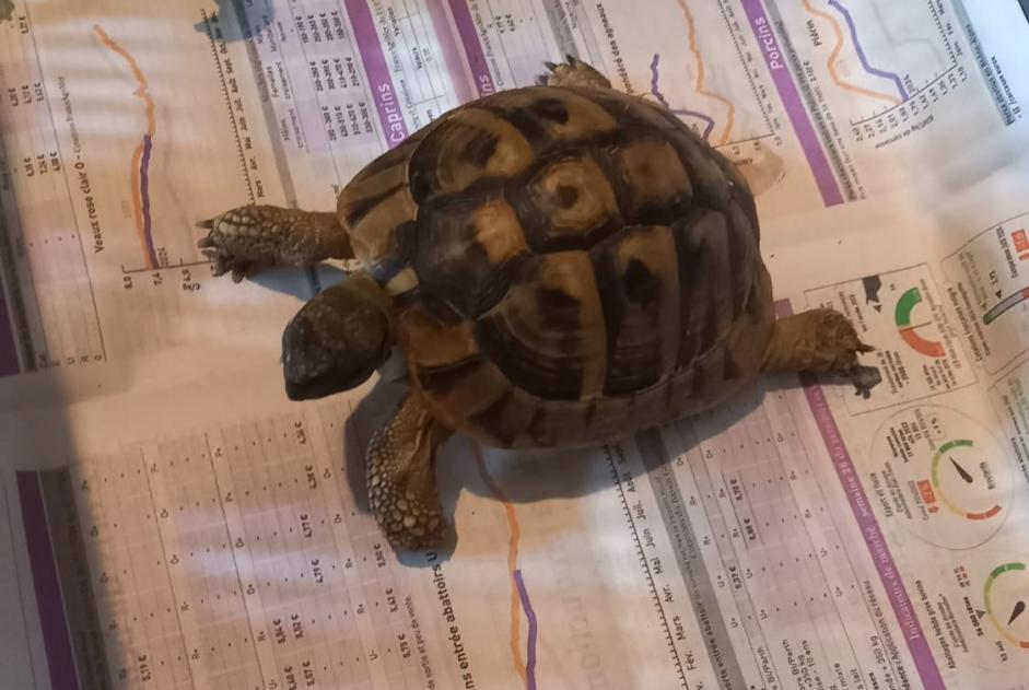 Alerta de Hallazgo Tortuga Desconocido Chasselay Francia