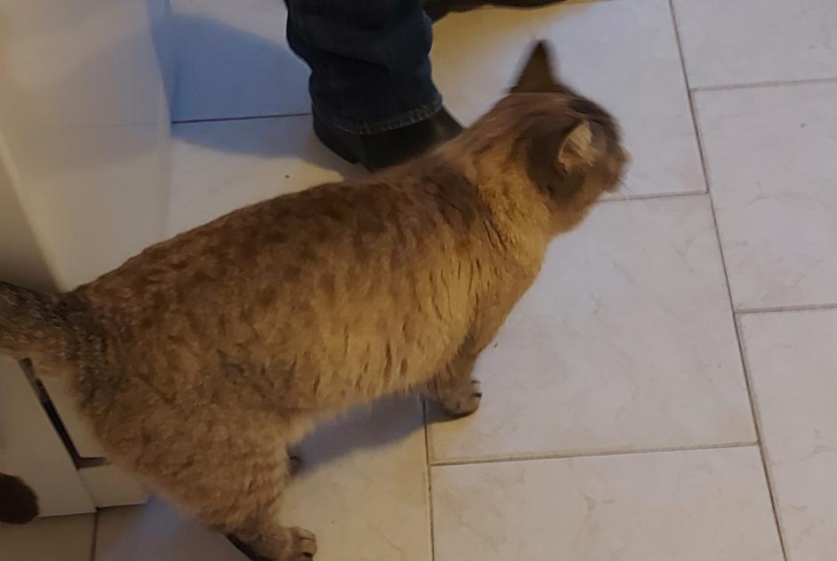 Alerte Disparition Chat croisement Femelle , 4 ans La Selle-la-Forge France