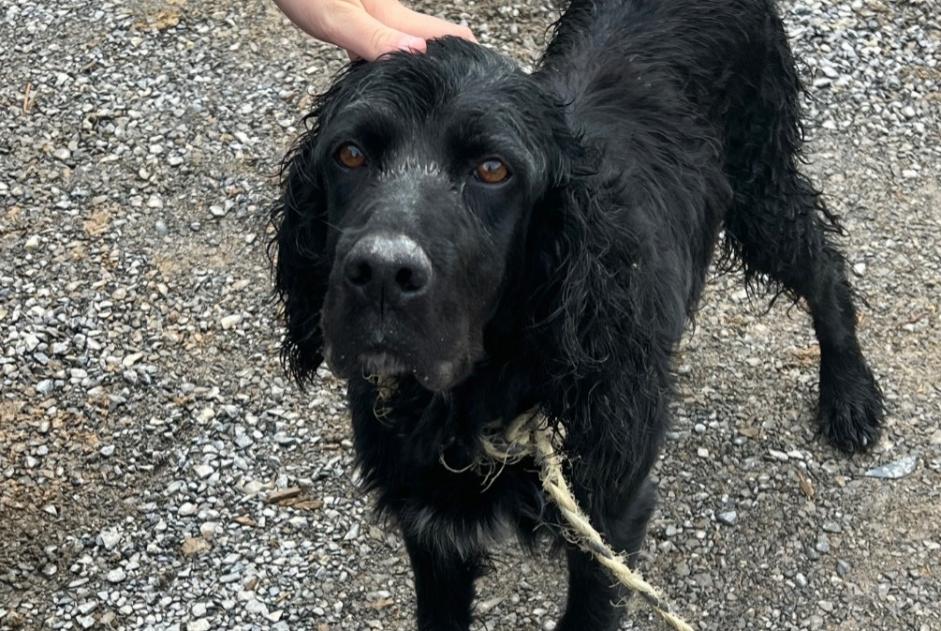 Alerte Découverte Chien Mâle Ainhoa France