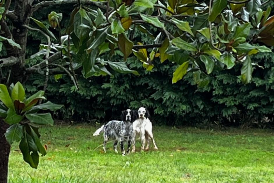 Avviso scomparsa Cane  Maschio , 1 anni Baliracq-Maumusson Francia