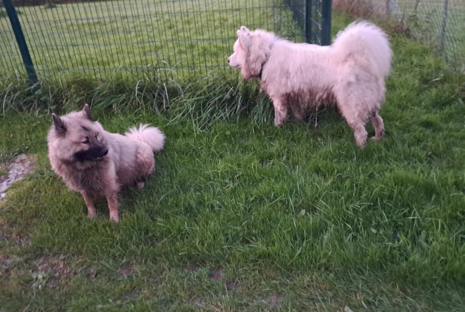 Avviso Ritrovamento Cane Non conosciuta La Chapelle-sur-Chézy Francia