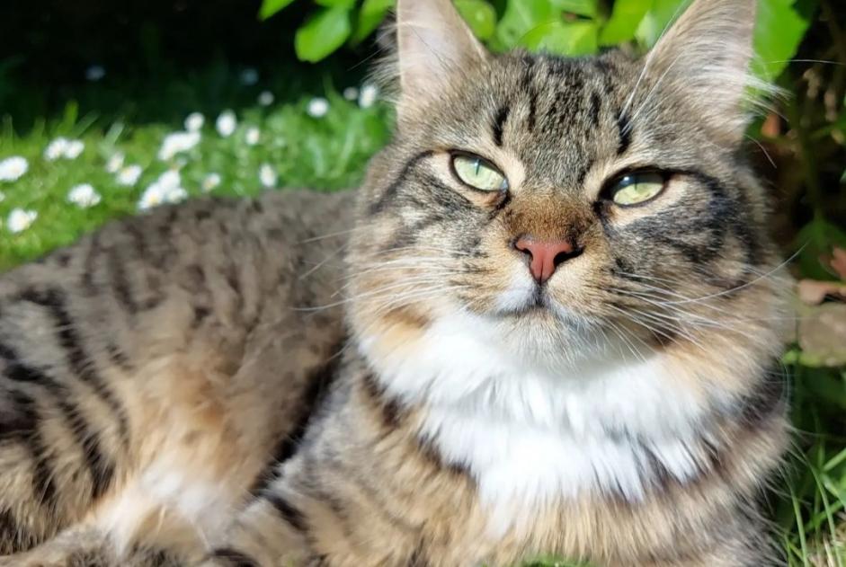 Avviso scomparsa Gatto Maschio , 1 anni Flers Francia