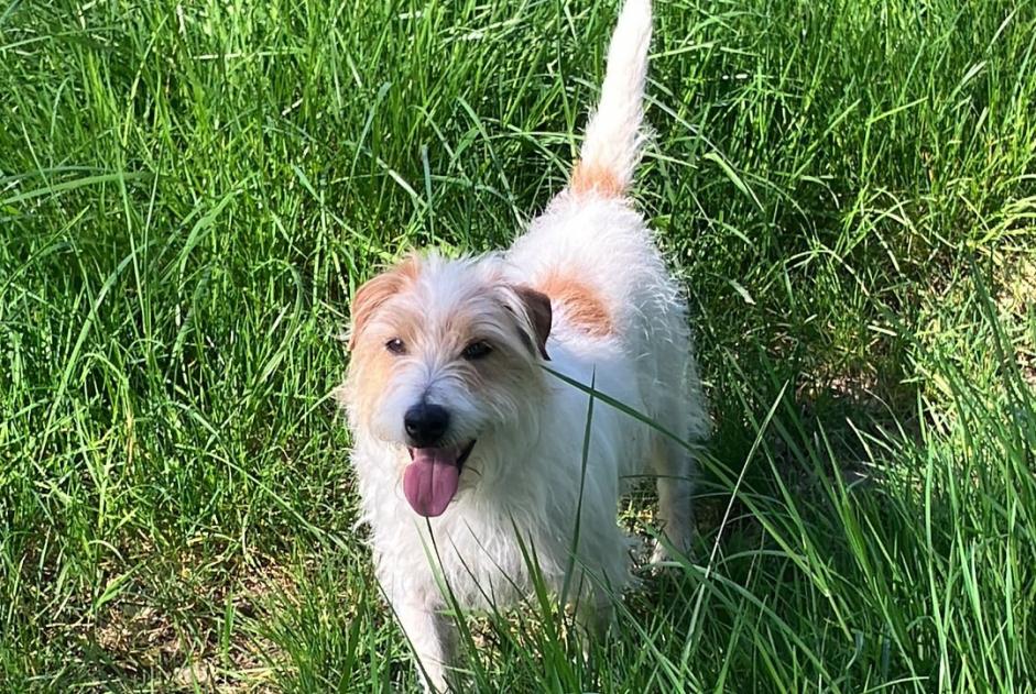 Verdwijningsalarm Hond  Mannetje , 8 jaar Cahuzac-sur-Vère Frankrijk