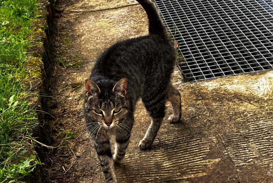 Ontdekkingsalarm Kat  Vrouwtje Pluvigner Frankrijk