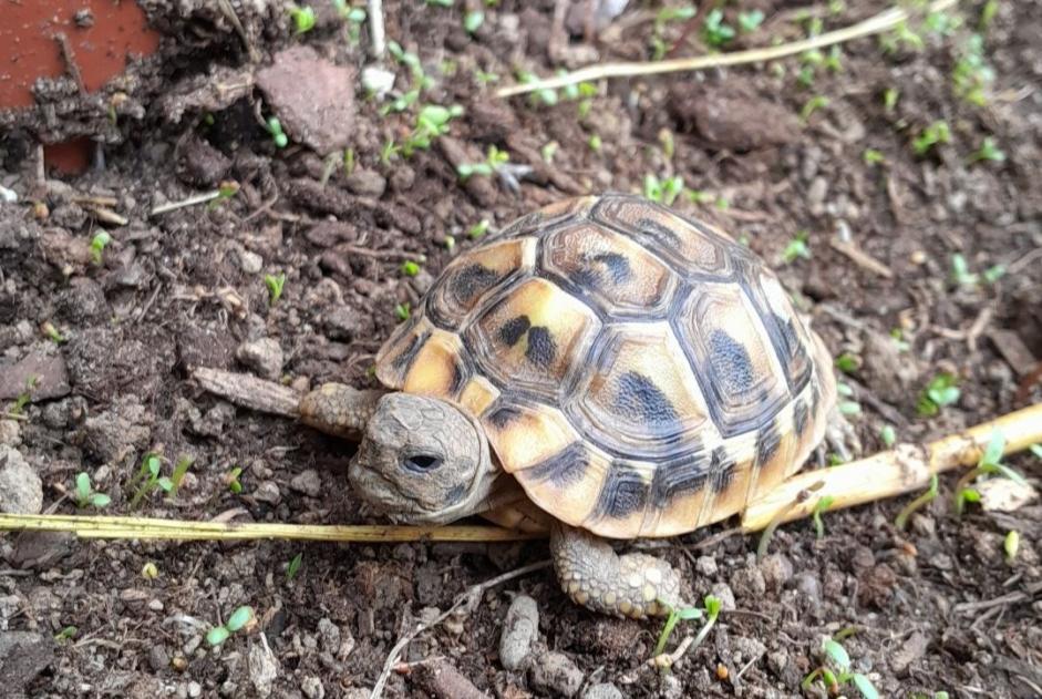 Verdwijningsalarm Schildpad Vrouwtje , 2024 jaar Bizanos Frankrijk