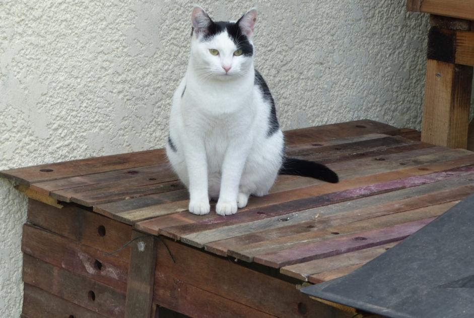 Alerta desaparecimento Gato  Fêmea , 6 anos Blaignan France