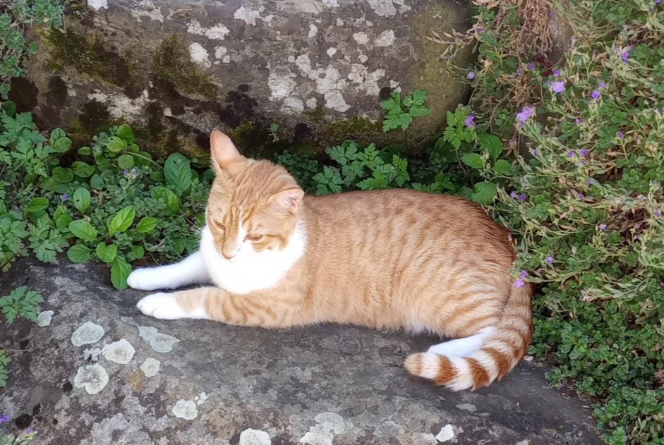 Alerta desaparecimento Gato  Macho , 1 anos Francheville France