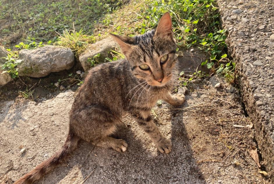 Alerta descoberta Gato Macho Arudy France